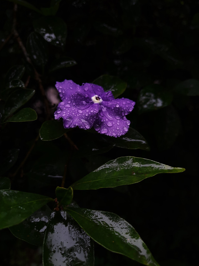 Rainy vibes