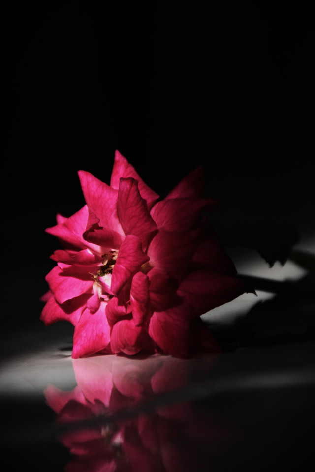 Dark Rose