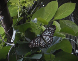 butterfly in the shine of green