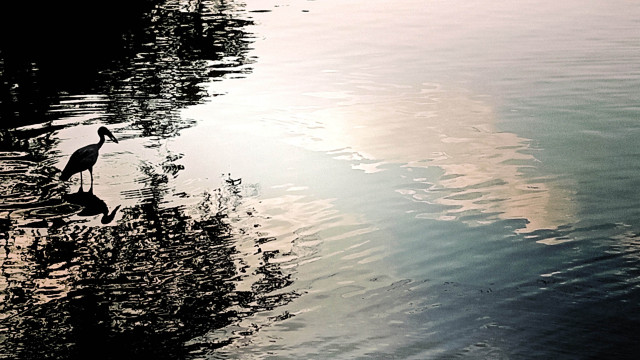 Blurred Peace