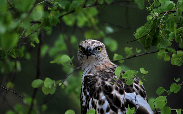Eagle