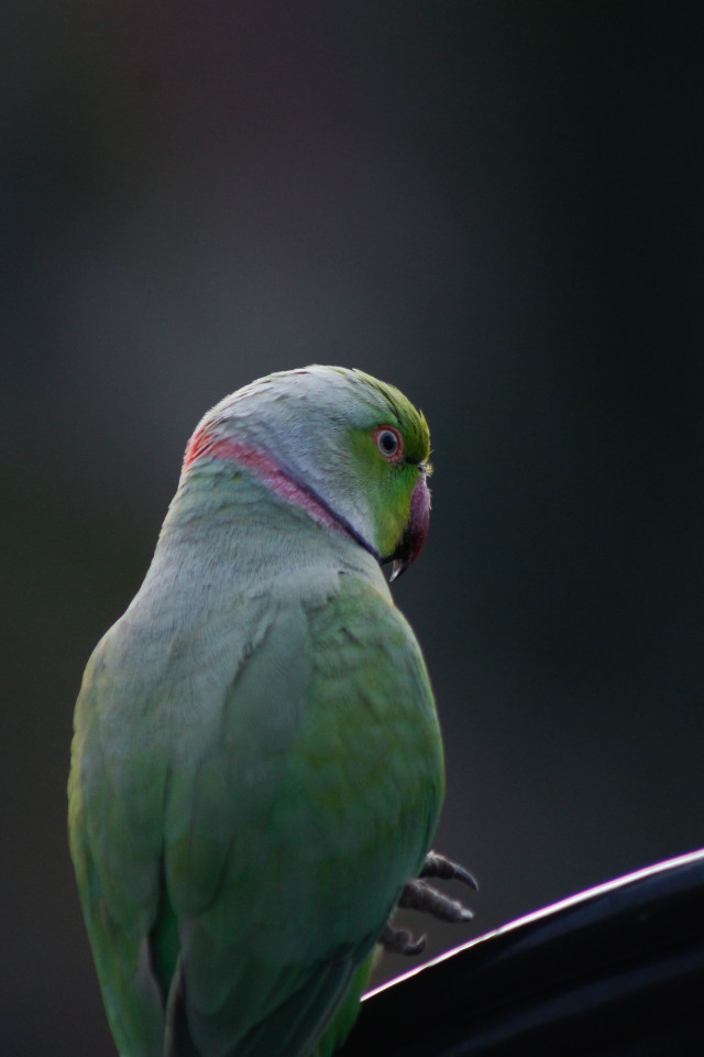 Types of Green