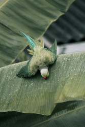 Different Green types