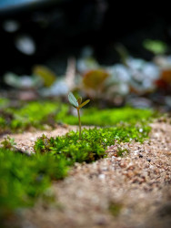 beauty in macro world