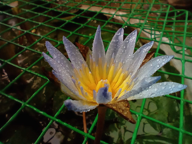 Blossom