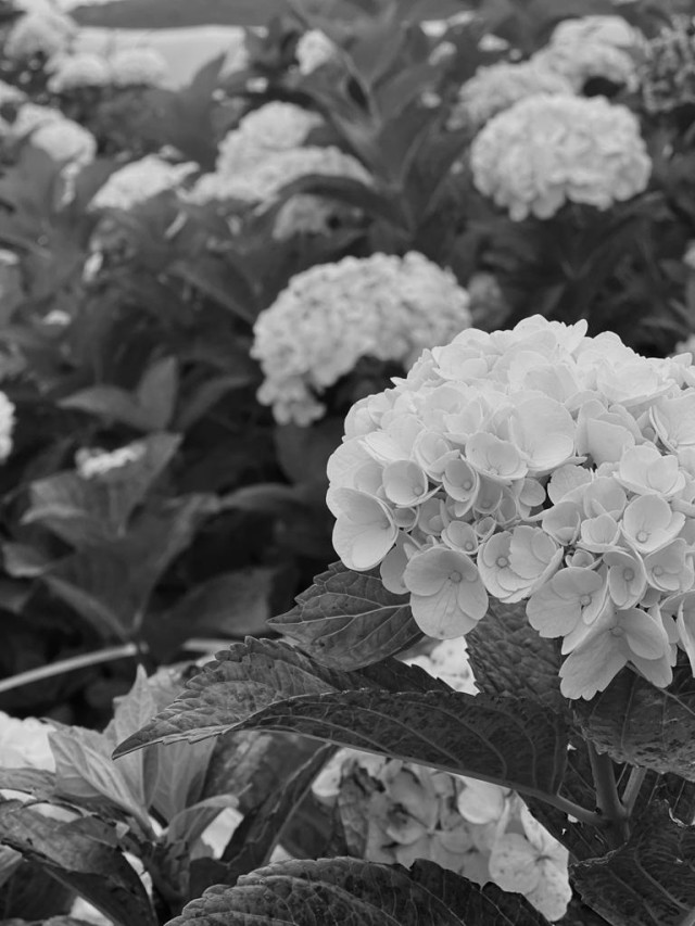 Bunch of flowers