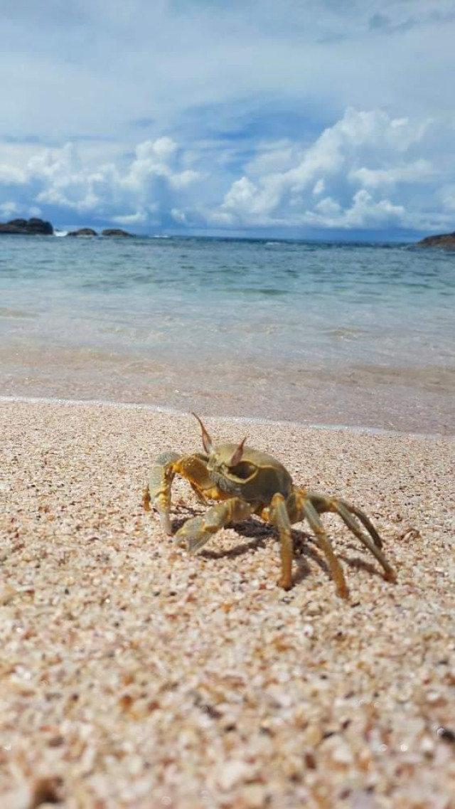 Crab with sea