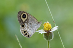 Drinking nectar