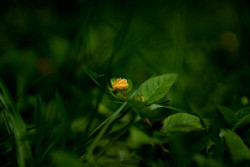 Yellow In Green