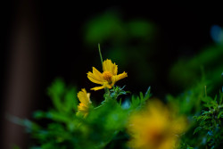 Yellow Focus