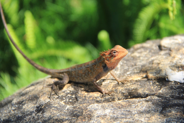 කවුරුත්නොදැක්ක ceylon කටුසු ඇසක්