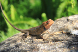 කවුරුත්නොදැක්ක ceylon කටුසු ඇසක්