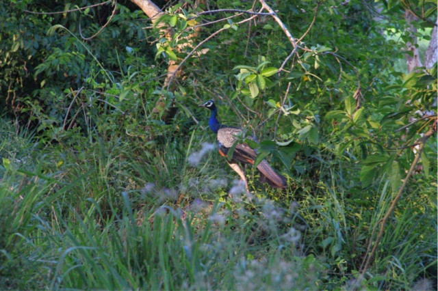 වන අරණට පියමන්