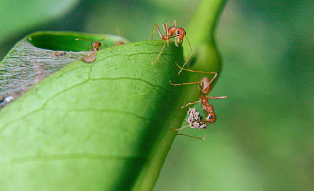 Ants