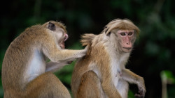 Through the lens of playful souls, the jungle's magic unfolds.