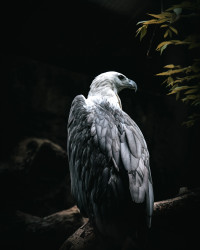 White-bellied sea eagle