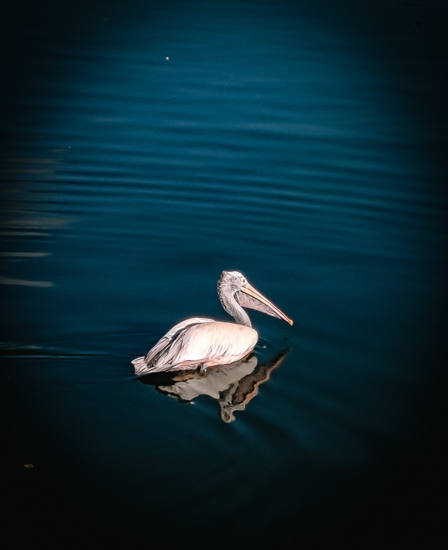 Pelicans in Beira Lake Colombo