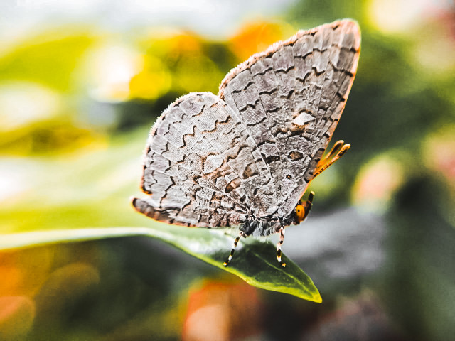 butterfly nature blessings