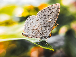 butterfly nature blessings