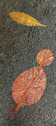 nature patterns