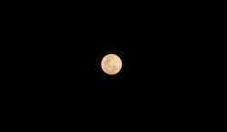 Harmony of Night
