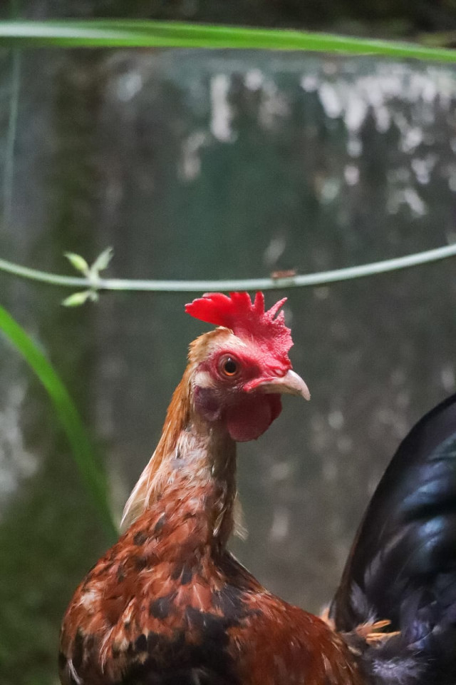 The Proud looking rooster
