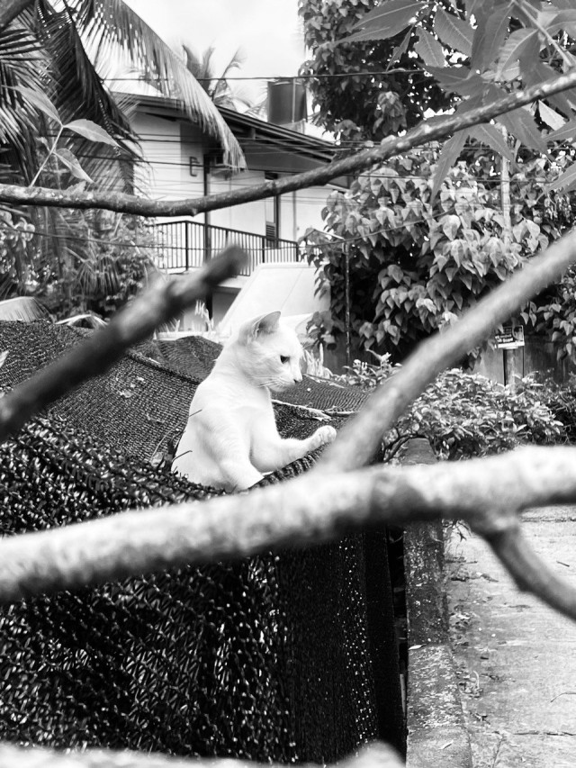Peeping Cat