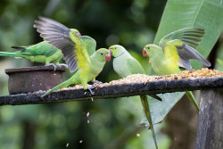 Meal time
