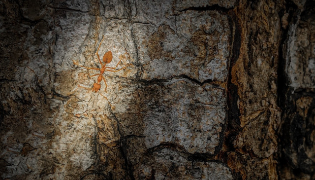 The solitary ant