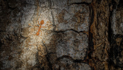 The solitary ant