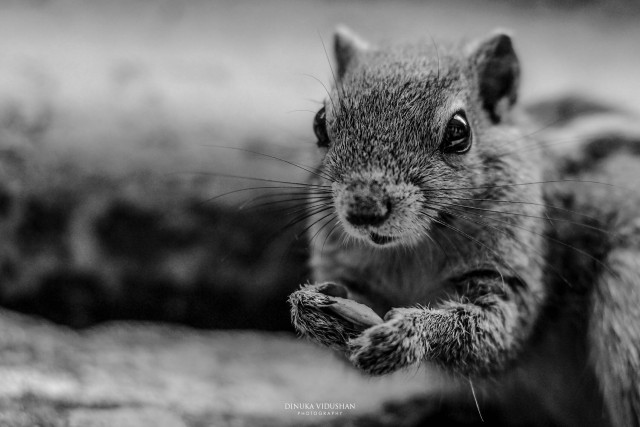 Hungry