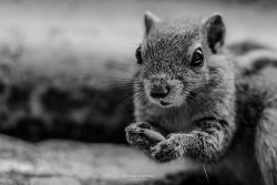 Hungry