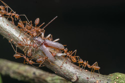 Team Work