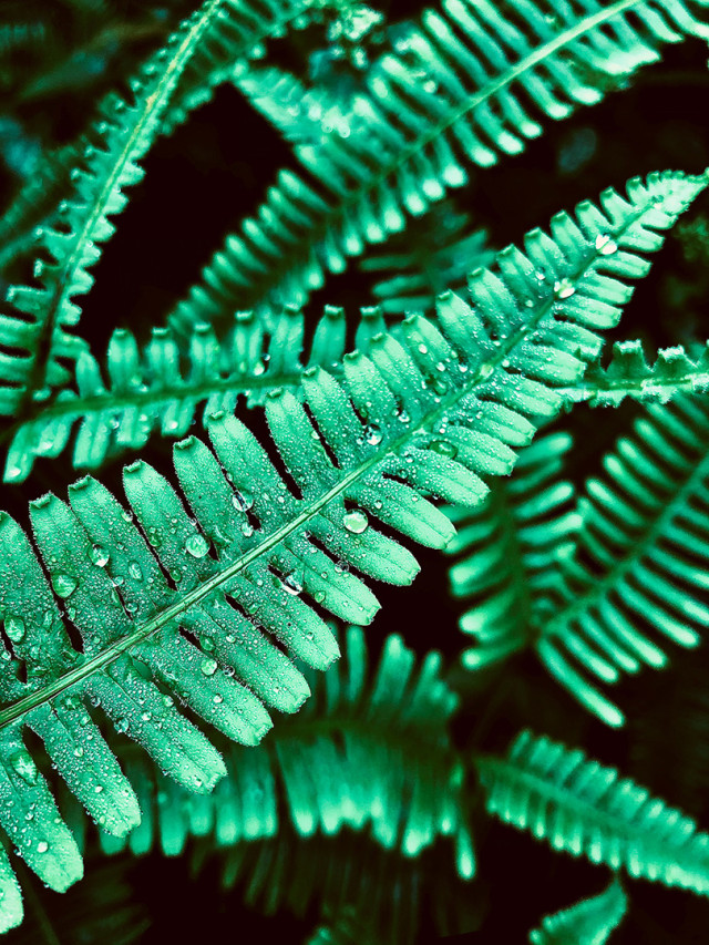 Nature's Jewel