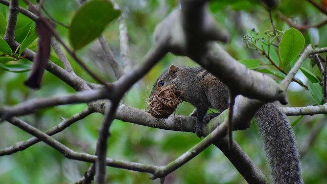 squirrel