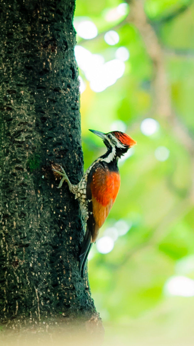 Nature's Drummer