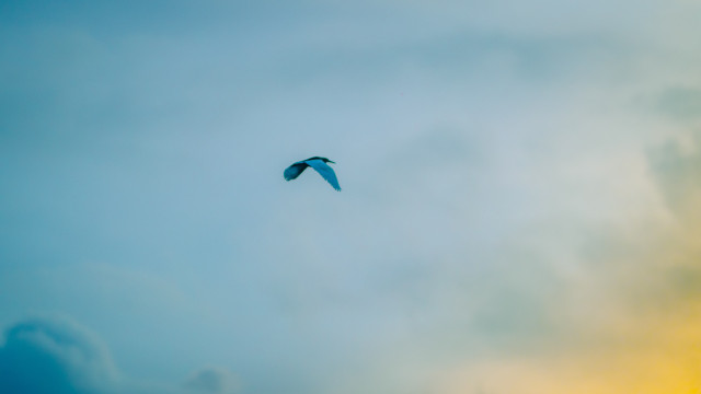 Winged Freedom
