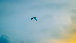 Winged Freedom