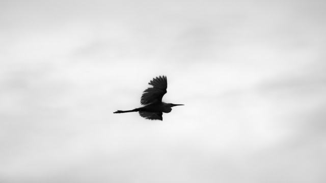 Wings Unfurl
