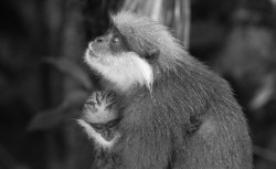 Motherly Love