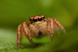 The Eyes