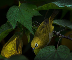 Yellow Duet