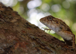 Lizard