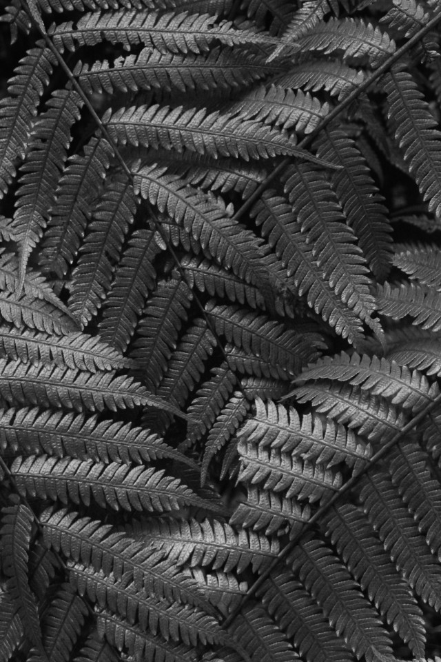 Hidden