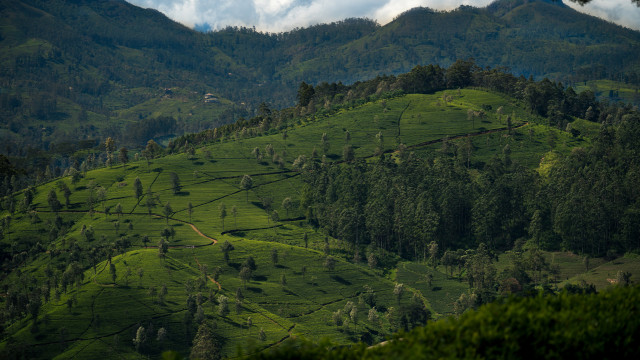 A glimpse into greenery in Sri Lanka