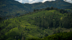 A glimpse into greenery in Sri Lanka