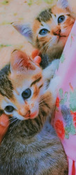 my pet (kitten)