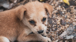 A Tail of Cuteness"