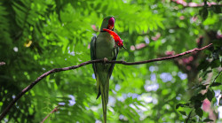 Tropical Feast