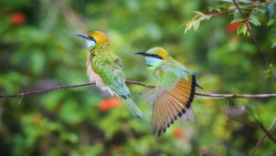 Colour of nature
